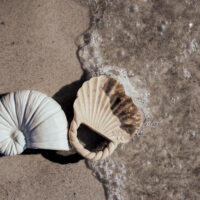 Sets Juguetes Pack 2 Unidades Concha+Nautilus - Imagen 10