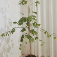 Macetero Inka Kana Pot Rose Large - Imagen 2